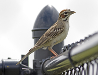 Lark Sparrow